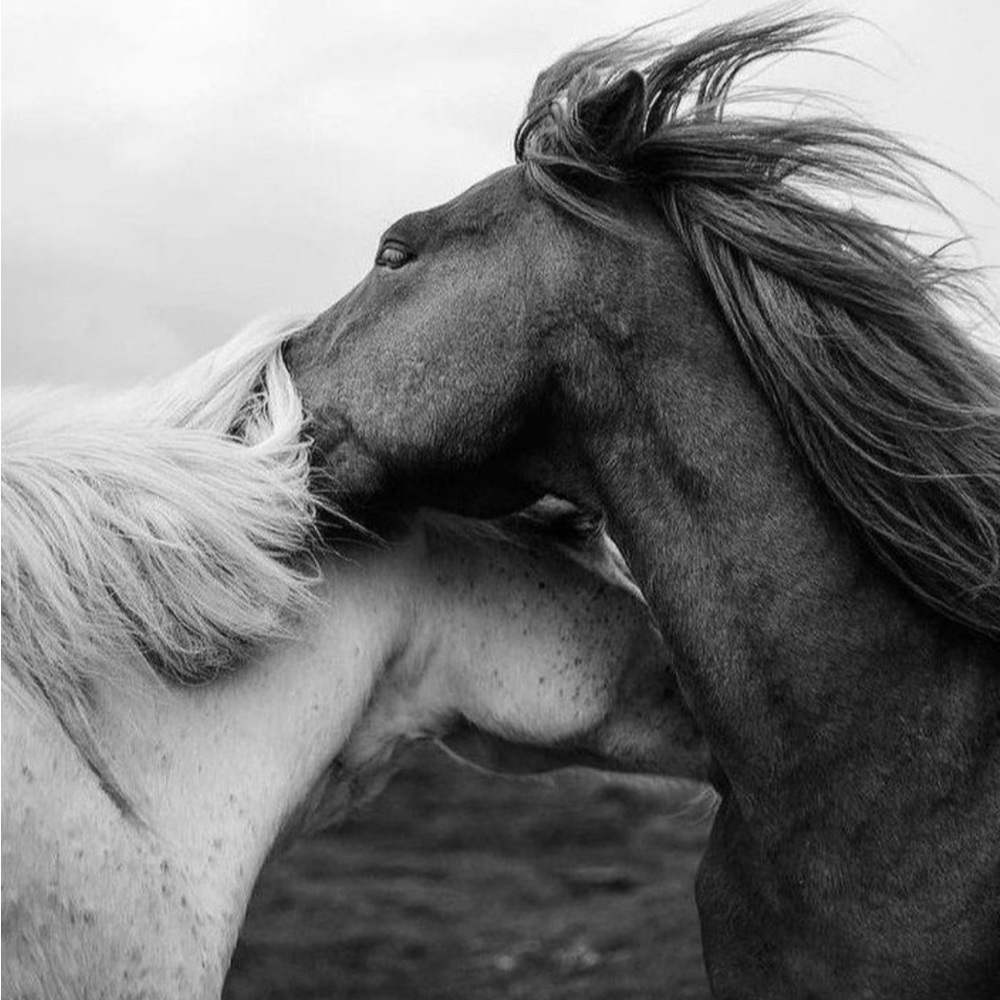 Meet your Posher, ✨Kim✨